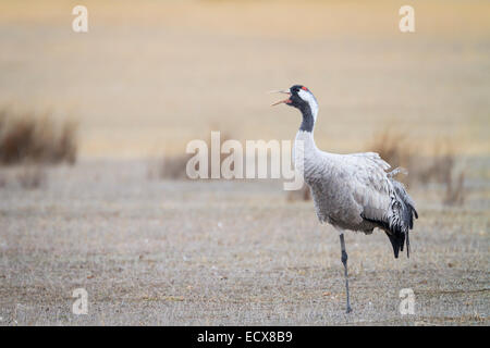 / Eurasien Grue cendrée (Grus grus) debout sur une jambe et l'appel. La lagune de Gallocanta. Province de Saragosse. L'Aragon. L'Espagne. Banque D'Images