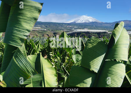 Tenerife - Le Mont Teide dans la neige, Novembre, vu de près de Alcalá. Les plantations de banane en premier plan. Banque D'Images