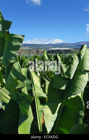 Tenerife - Le Mont Teide dans la neige, Novembre, vu de près de Alcalá. Les plantations de banane en premier plan. Banque D'Images