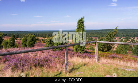 Lueneburg Heath vue depuis wilseder hill en été Banque D'Images