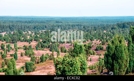 Vue panoramique depuis une colline à Lueneburg Heath en été Banque D'Images