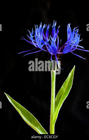 Bleuet vivace, studio shot sur un fond noir. UK. Banque D'Images