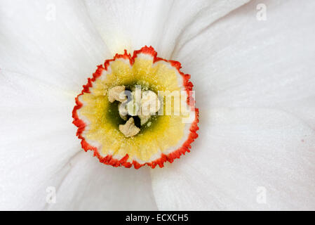 Gros plan sur le centre d'une fleur de Narcisse montrant le pollen, et l'étamine stigmatisation. Banque D'Images