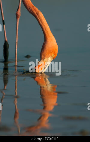 Flamant rose, close-up sur l'alimentation des profils, des îles Galapagos, en Équateur. Banque D'Images