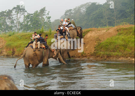 Les éléphants traversant la rivière à Elephant safari tour Parc national de Chitwan. Parc national de Chitwan Banque D'Images