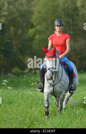 Cavalier au dos d'un 'Selle Français' Horse (cheval warmblood Français) équitation dans un pré Banque D'Images