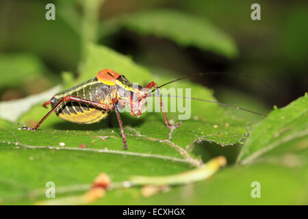 Un cricket coloré posé sur une feuille Banque D'Images