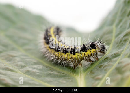 Une chenille de petit papillon blanc du chou, Pieris rapae, sur une feuille de chou Banque D'Images