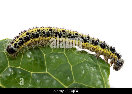 Vue latérale d'une chenille de grand papillon blanc du chou, Pieris brassicae, sur une feuille de chou Banque D'Images