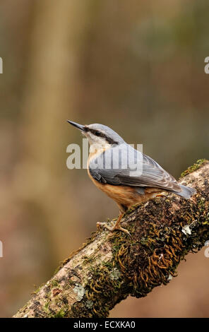 Portrait de Sittelle Torchepot Sitta europaea,, dans sa pose typique perché sur une branche. Banque D'Images