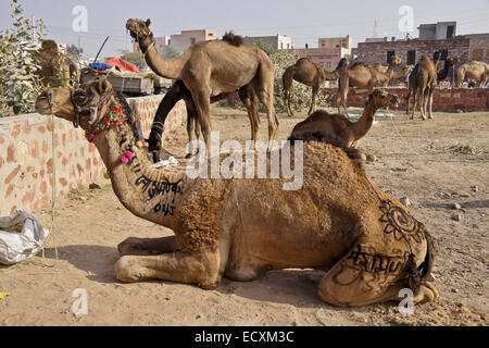 Les chameaux en vente à Nagaur Fair, Rajasthan, Inde Banque D'Images