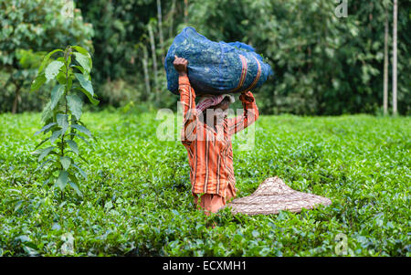 Une feuille de thé bénéficie d'ensileuse de moment d'humour comme elle récolte un sac de feuilles sur une plantation de thé en Assam, Banque D'Images