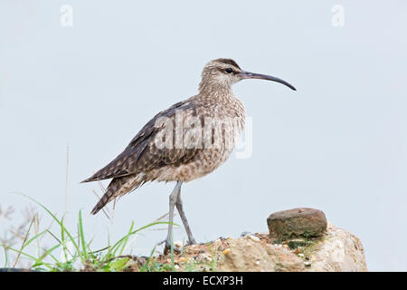 Barge le courlis corlieu (Numenius phaeopus) seul oiseau sur la migration, près de la côte, Trinidad, Caraïbes Banque D'Images