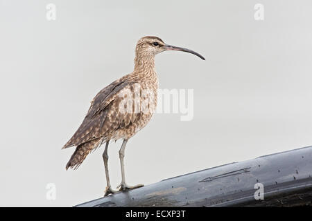 Barge le courlis corlieu (Numenius phaeopus) seul oiseau sur la migration, près de la côte, Trinidad, Caraïbes Banque D'Images