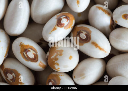 Kenearly séchées haricots à oeil jaune. Banque D'Images