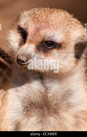 Meerkat (Suricata suricatta), du Zoo de San Diego, Balboa Park, San Diego, Californie Banque D'Images