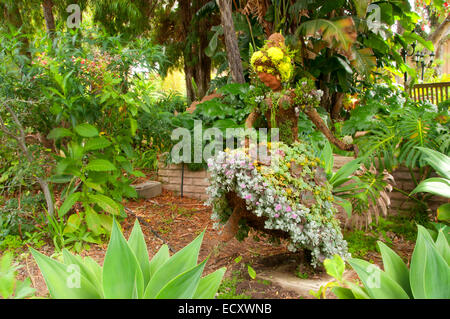 Topiary, San Diego Botanic Garden, Encinitas, en Californie Banque D'Images