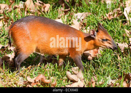 Bordée de rouge de l'Ouest (Cephalophus rufilatus duiker), San Diego Zoo Safari Park, San Diego County, Californie Banque D'Images