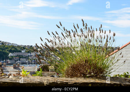 Détail de floraison bush sur un mur de pierre dans le village sur la côte sud de la Cornouailles, tourné de l'autre côté de l'anse Banque D'Images