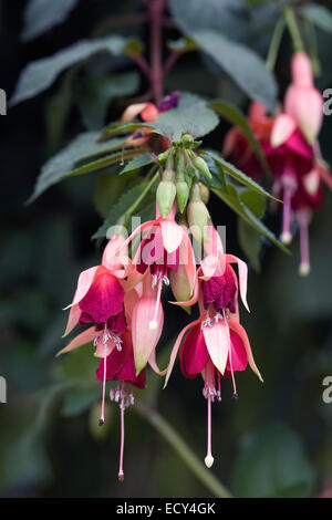 Laura Fuchsia fleurs. Banque D'Images