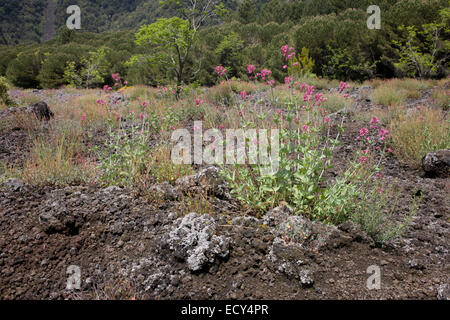 La vie des plantes croissant dans la pierre de lave sur les pentes du Vésuve en dormance, près de Naples, Italie. Banque D'Images