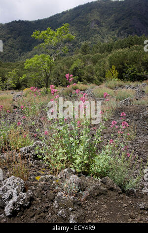 La vie des plantes croissant dans la pierre de lave sur les pentes du Vésuve en dormance, près de Naples, Italie. Banque D'Images
