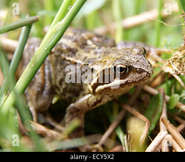 Commune European Frog nom latin Rana temporaria photographié dans le Sauvage au MCG Prysor nord du pays de Galles Banque D'Images