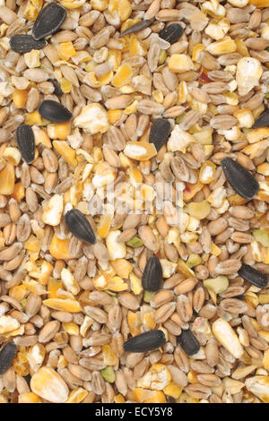 Un mélange de graines pour les oiseaux de maïs concassé, graines de tournesol et d'autres Banque D'Images