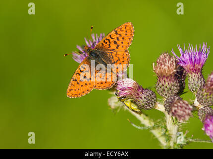 Boloria aquilonaris fritillary (canneberge), rare, Harz, Basse-Saxe, Allemagne Banque D'Images