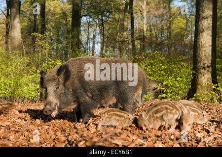 Le sanglier (Sus scrofa), cahier des charges et les porcelets dans une forêt au printemps, captive, Rhénanie du Nord-Westphalie, Allemagne Banque D'Images