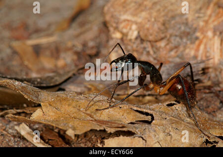 Ant des forêts géantes (Camponotus gigas), Parc national de Tanjung Puting, centre de Kalimantan, Bornéo, Indonésie Banque D'Images