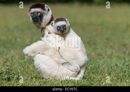 Le Propithèque de verreaux (Propithecus verreauxi) mère avec les jeunes sur son dos, Madagascar Banque D'Images