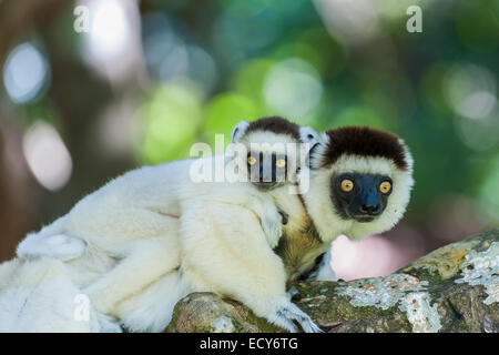 Le Propithèque de verreaux (Propithecus verreauxi) mère avec les jeunes sur son dos, Madagascar Banque D'Images