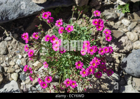 L'oseille pourpre (oxalis purpurea), Maule valley, San Clemente, Maule, chile Banque D'Images