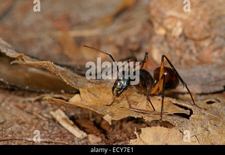 Ant des forêts géantes (Camponotus gigas), Parc national de Tanjung Puting, centre de Kalimantan, Bornéo, Indonésie Banque D'Images