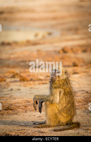 Babouin Chacma (Papio ursinus) assis sur le sol dans la lumière du soir, le Parc National de Chobe, rivière Chobe, au Botswana Banque D'Images