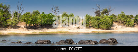 Troupeau d'éléphants d'Afrique (Loxodonta africana) traversant une rivière, vue panoramique, Parc National de Chobe, rivière Chobe, au Botswana Banque D'Images