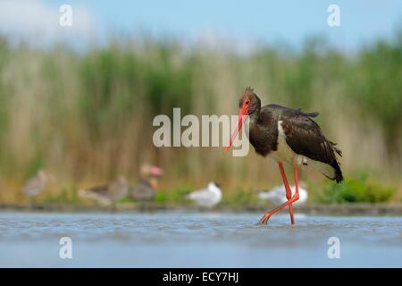 La cigogne noire (Ciconia nigra), pataugeant dans l'eau peu profonde à la recherche de nourriture, le Parc National Kiskunság, Hongrie Banque D'Images