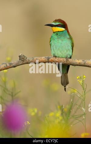 Guêpier d'Europe (Merops apiaster), perché sur une branche d'une prairie en fleurs, le Parc National Kiskunság, Hongrie Banque D'Images