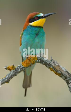 Guêpier d'Europe (Merops apiaster), homme reposant, perché sur une branche, le Parc National Kiskunság, Hongrie Banque D'Images