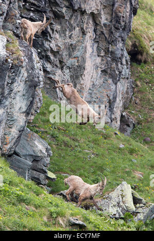 Bouquetin des Alpes (Capra ibex) en ordre décroissant, des Tauern, Autriche Banque D'Images