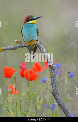 Guêpier d'Europe (Merops apiaster), perché sur une branche d'une prairie en fleurs, le Parc National Kiskunság, Hongrie Banque D'Images