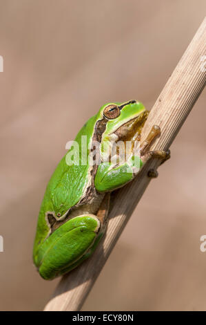 European Tree Frog (Hyla arborea) sur un roseau, le lac de Neusiedl Parc National, Burgenland, Autriche Banque D'Images