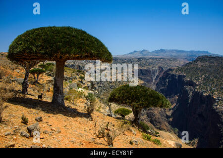 Socotra arbre dragon ou Dragon Blood Tree (Dracaena cinnabari) en face d'un canyon, plateau Dixsam, Socotra, au Yémen Banque D'Images