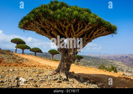 Socotra arbre dragon ou Dragon Blood Tree (Dracaena cinnabari), plateau Dixsam, Socotra, au Yémen Banque D'Images