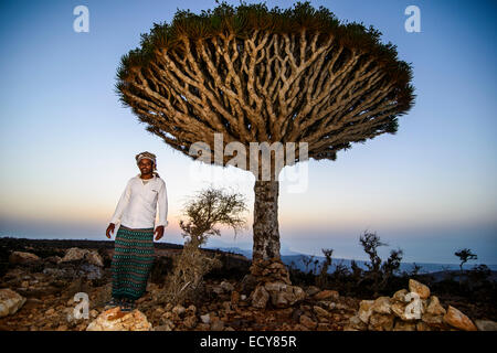 L'homme yéménite debout devant un arbre Dragon Socotra ou Sang de Dragon (Arbre Dracaena cinnabari), plateau Dixsam, Socotra Banque D'Images
