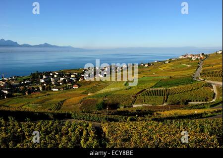 Les vignobles de Lavaux sur le lac de Genève, Canton de Vaud, Suisse Banque D'Images