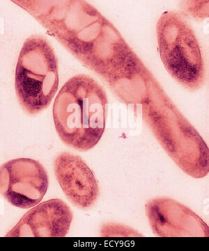 Photomicrographie de Bacillus anthracis (anthrax) spores. Banque D'Images