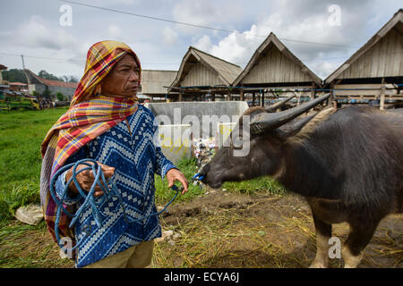 Vente homme Toraja buffles au marché du bétail, Sulawesi, Indonésie Banque D'Images