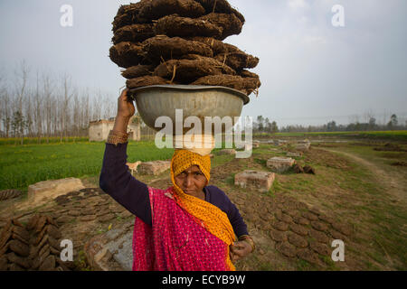Les femmes indiennes ramasser des bouses sèches, de l'Uttar Pradesh, Inde Banque D'Images